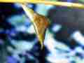 Sara Orange-Tip butterfly pupa